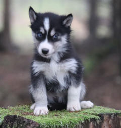 Siberian Husky Nordic Fire