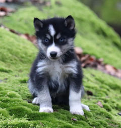 Siberian Husky Nordic Fire