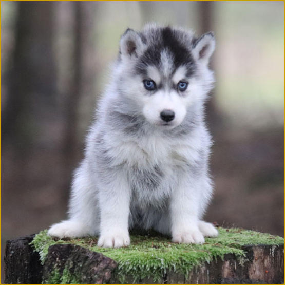 Siberian Husky Nordic Fire