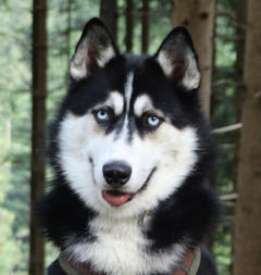 Siberian Husky Nordic Fire