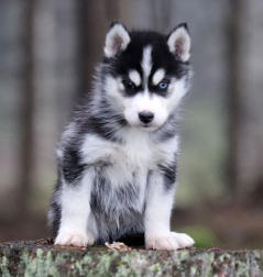 Siberian Husky Nordic Fire