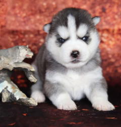 Siberian Husky Nordic Fire