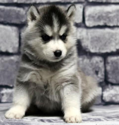 Siberian Husky Nordic Fire