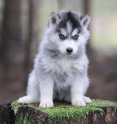 Siberian Husky Nordic Fire