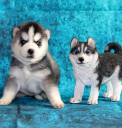 Siberian Husky Nordic Fire