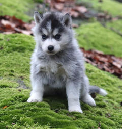 Siberian Husky Nordic Fire