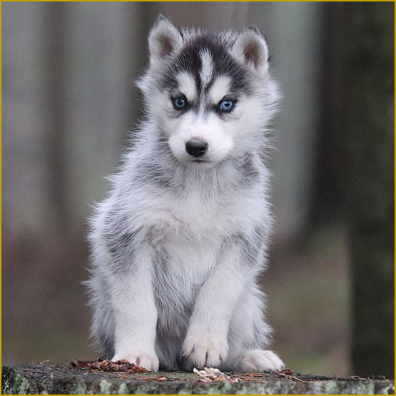 Siberian Husky Nordic Fire