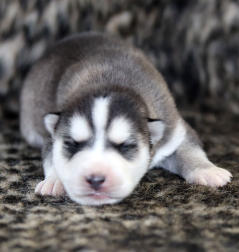 Siberian Husky Nordic Fire