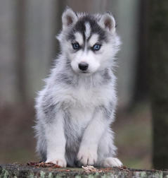 Siberian Husky Nordic Fire