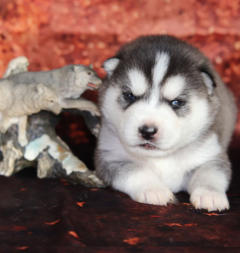 Siberian Husky Nordic Fire