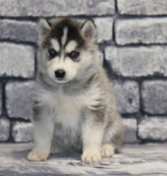 Siberian Husky Nordic Fire