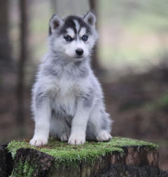 Siberian Husky Nordic Fire