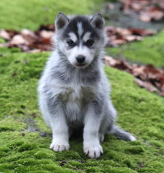 Siberian Husky Nordic Fire