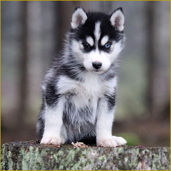 Siberian Husky Nordic Fire