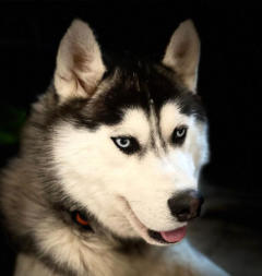 Siberian Husky Nordic Fire