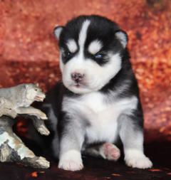 Siberian Husky Nordic Fire