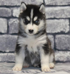 Siberian Husky Nordic Fire