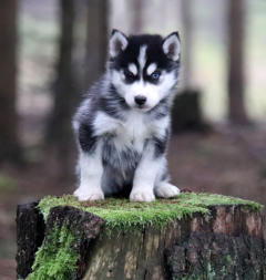 Siberian Husky Nordic Fire