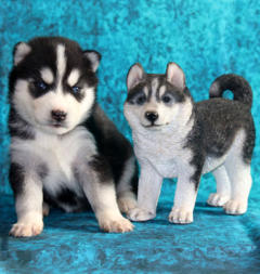 Siberian Husky Nordic Fire