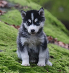 Siberian Husky Nordic Fire