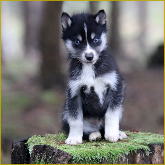 Siberian Husky Nordic Fire