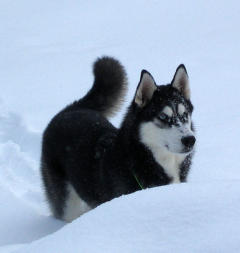 Siberian Husky Nordic Fire