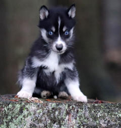 Siberian Husky Nordic Fire