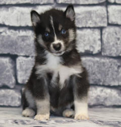 Siberian Husky Nordic Fire