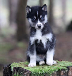 Siberian Husky Nordic Fire