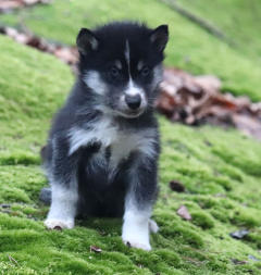 Siberian Husky Nordic Fire