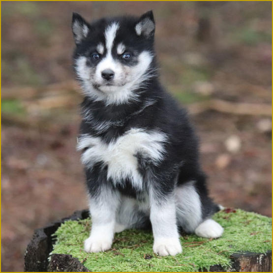 Siberian Husky Nordic Fire