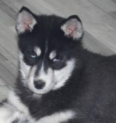 Siberian Husky Nordic Fire