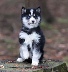 Siberian Husky Nordic Fire