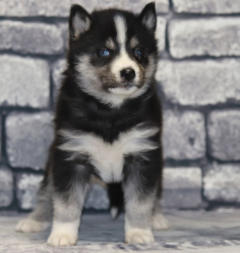 Siberian Husky Nordic Fire