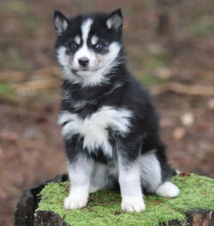 Siberian Husky Nordic Fire