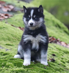 Siberian Husky Nordic Fire