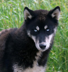 Siberian Husky Nordic Fire