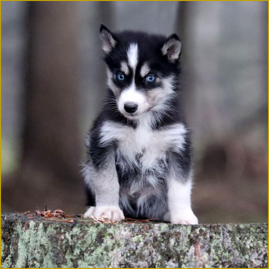 Siberian Husky Nordic Fire