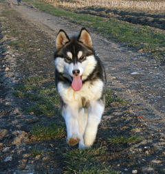 Siberian Husky Nordic Fire