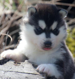 Siberian Husky Nordic Fire