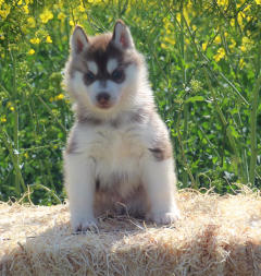 Siberian Husky Nordic Fire