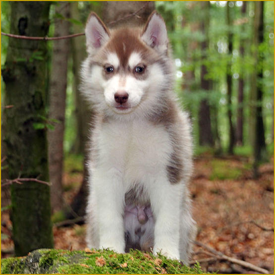 Siberian Husky Nordic Fire