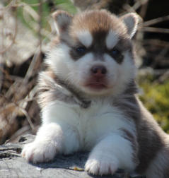 Siberian Husky Nordic Fire