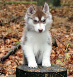 Siberian Husky Nordic Fire