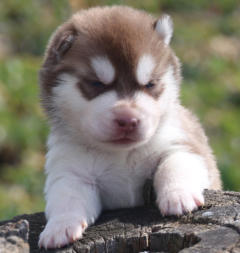 Siberian Husky Nordic Fire