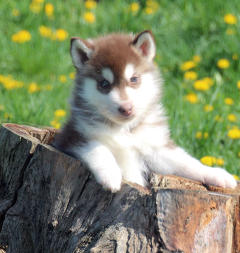 Siberian Husky Nordic Fire