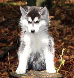 Siberian Husky Nordic Fire