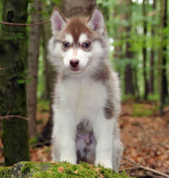 Siberian Husky Nordic Fire