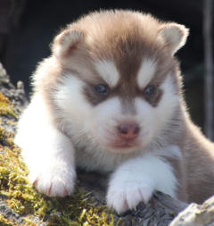 Siberian Husky Nordic Fire