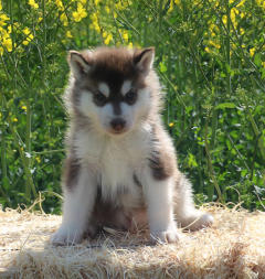 Siberian Husky Nordic Fire